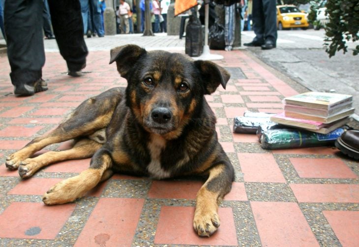 perrito callejero 