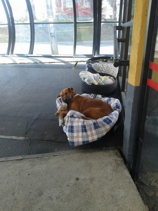 perritos en llantas 