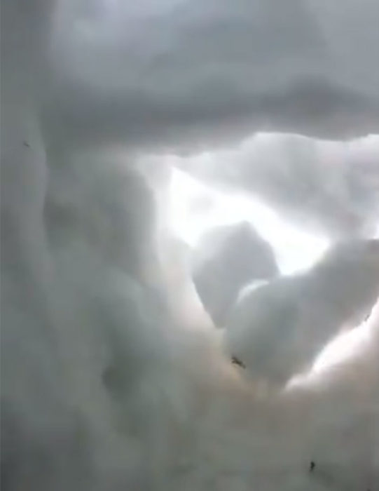 Perro de rescate encuentra a un hombre en la montaña lleno de nieve y lo salva