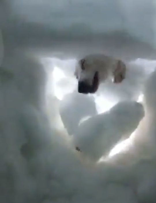 Perro de rescate encuentra a un hombre en la montaña lleno de nieve y lo salva