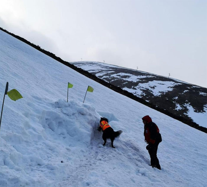 Perro de rescate encuentra a un hombre en la montaña lleno de nieve y lo salva