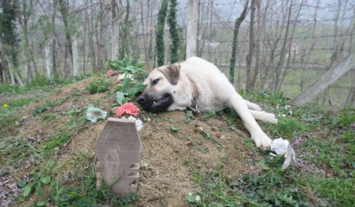 perrito sobre la tumba de su dueño 