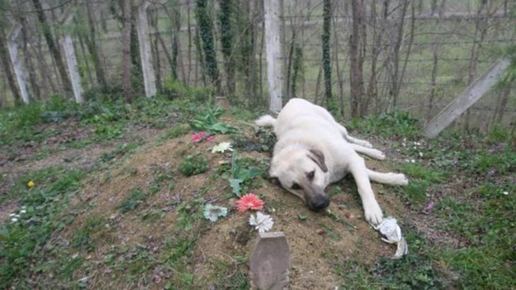 perrito obre la tumba de su dueño